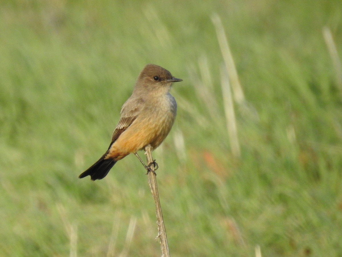 Say's Phoebe - ML302839881