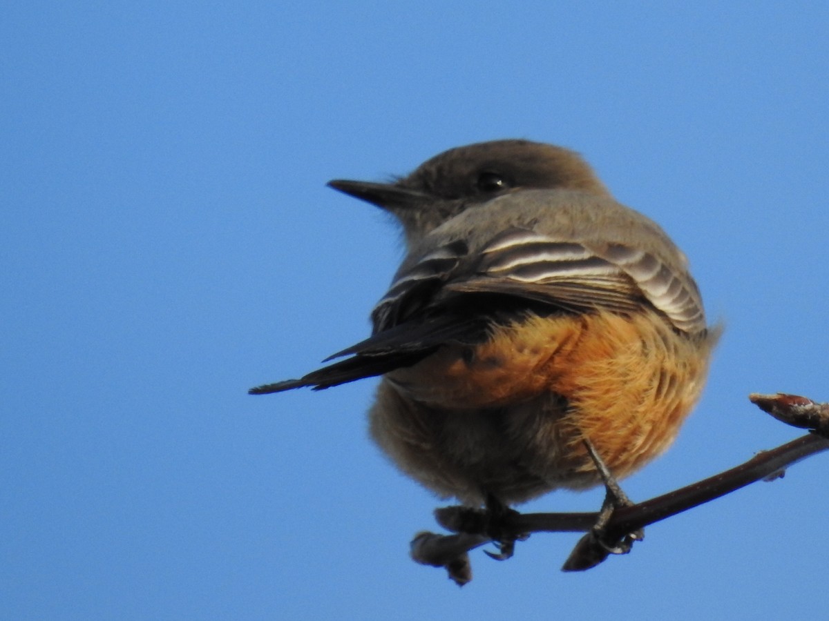 Say's Phoebe - ML302839901