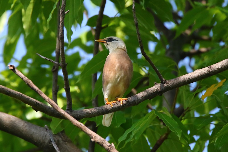 Vinous-breasted Myna - Roland Lo