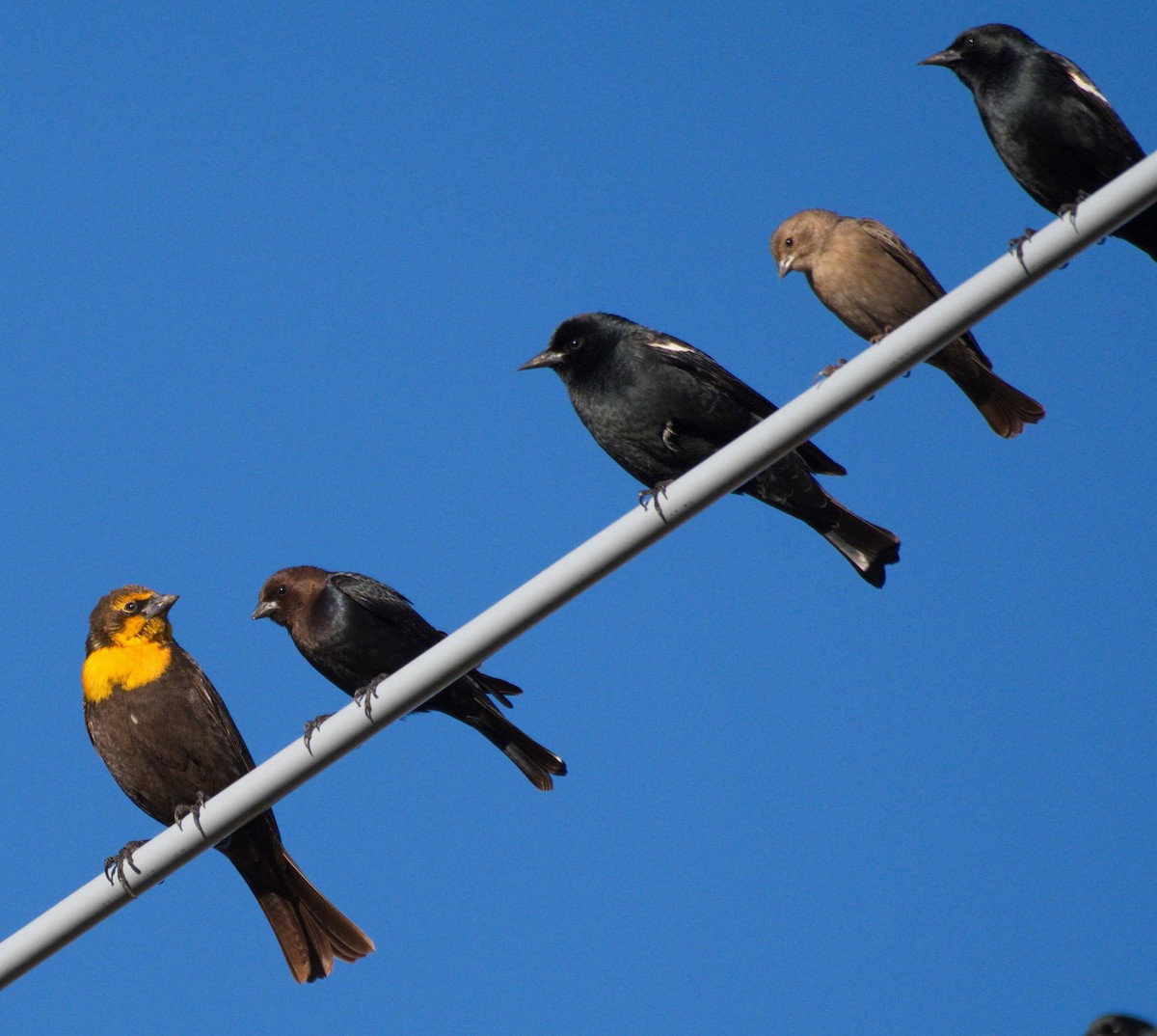 Brown-headed Cowbird - ML302840341