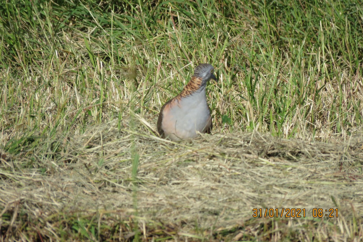 Bar-shouldered Dove - ML302842331