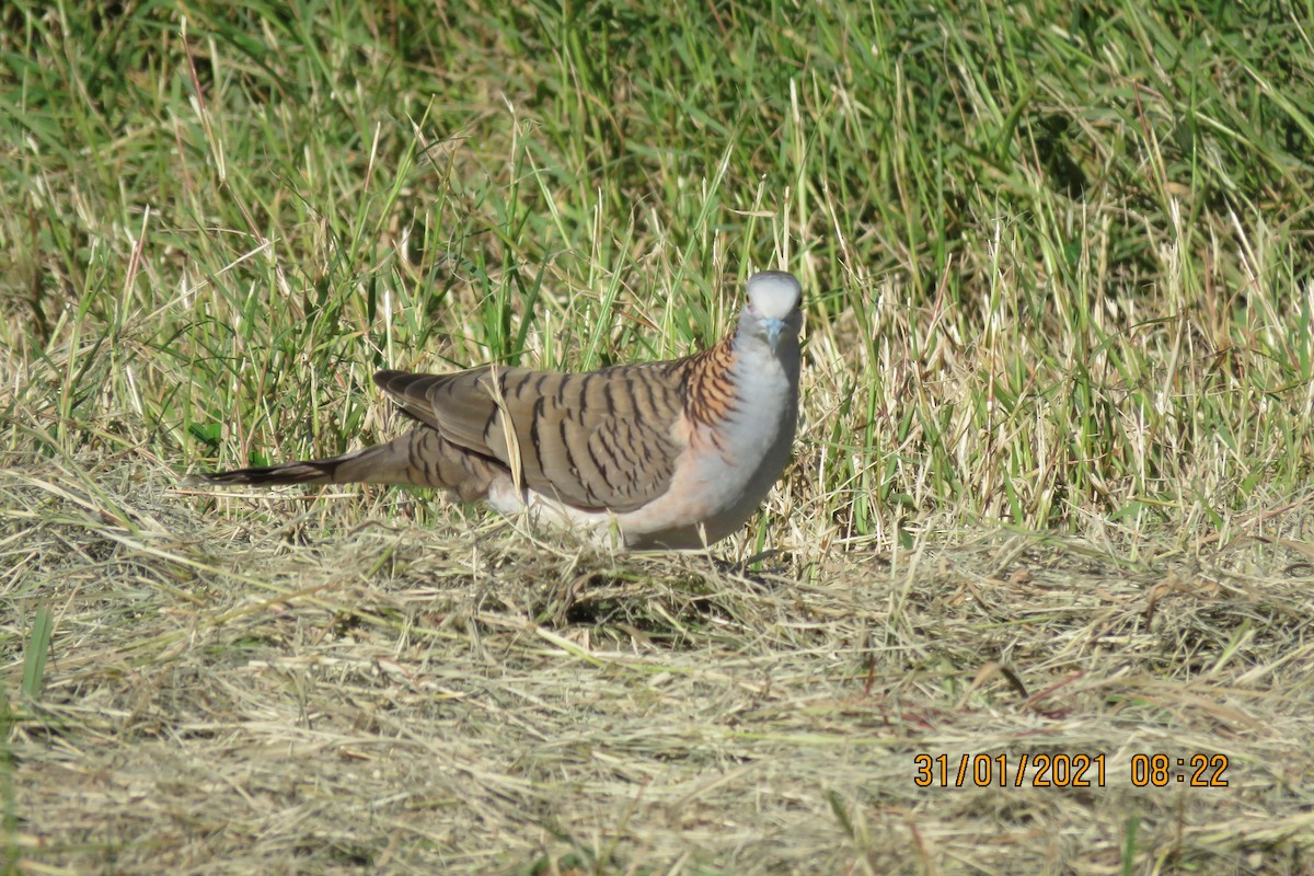 Bar-shouldered Dove - ML302842351
