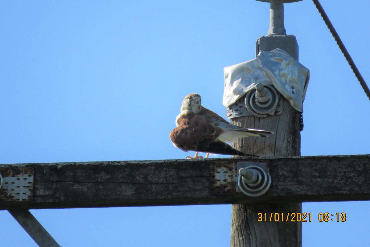 Nankeen Kestrel - ML302842401