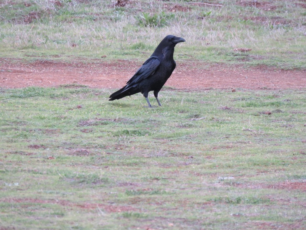 Common Raven - ML302842811