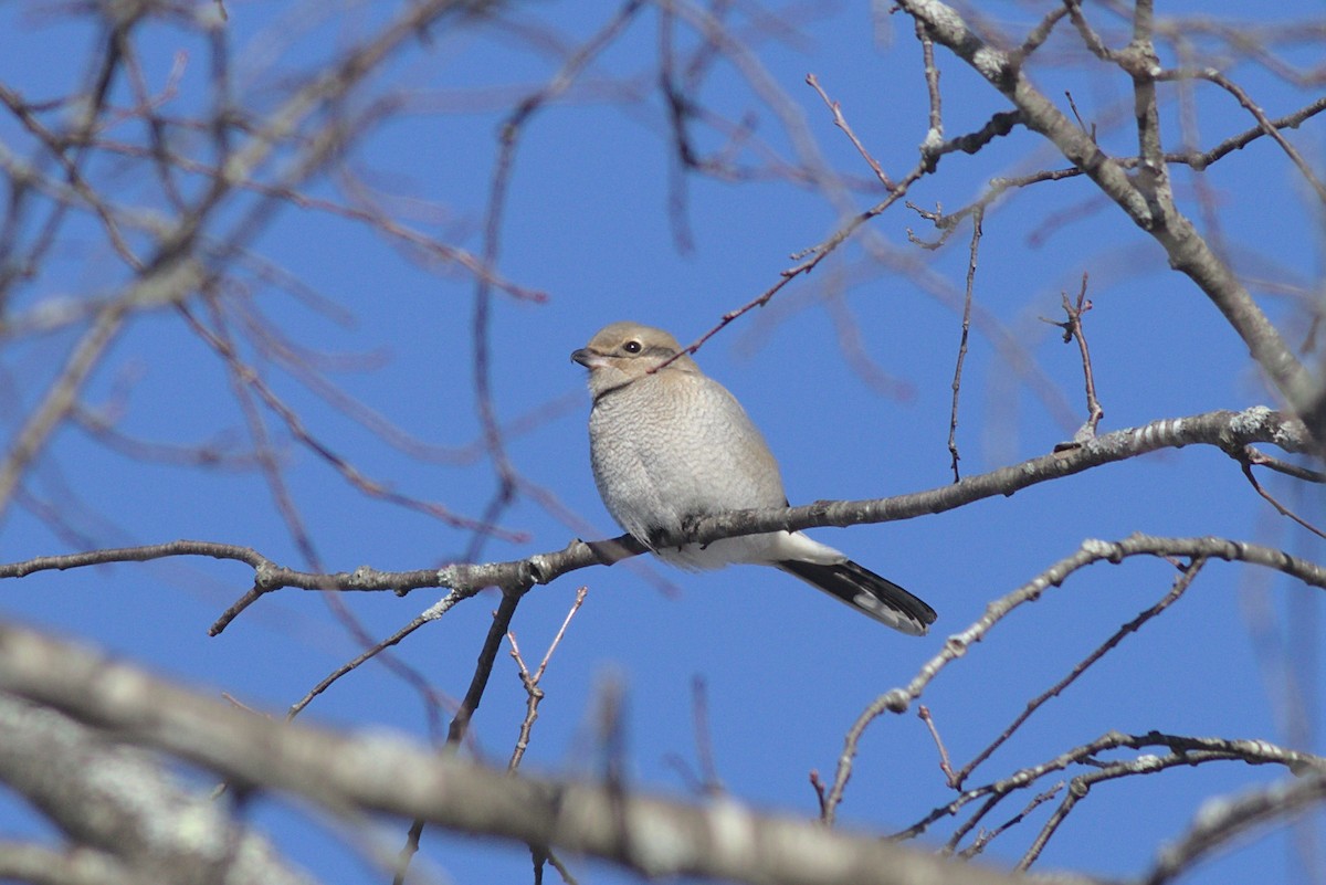 Alcaudón Boreal - ML302844251