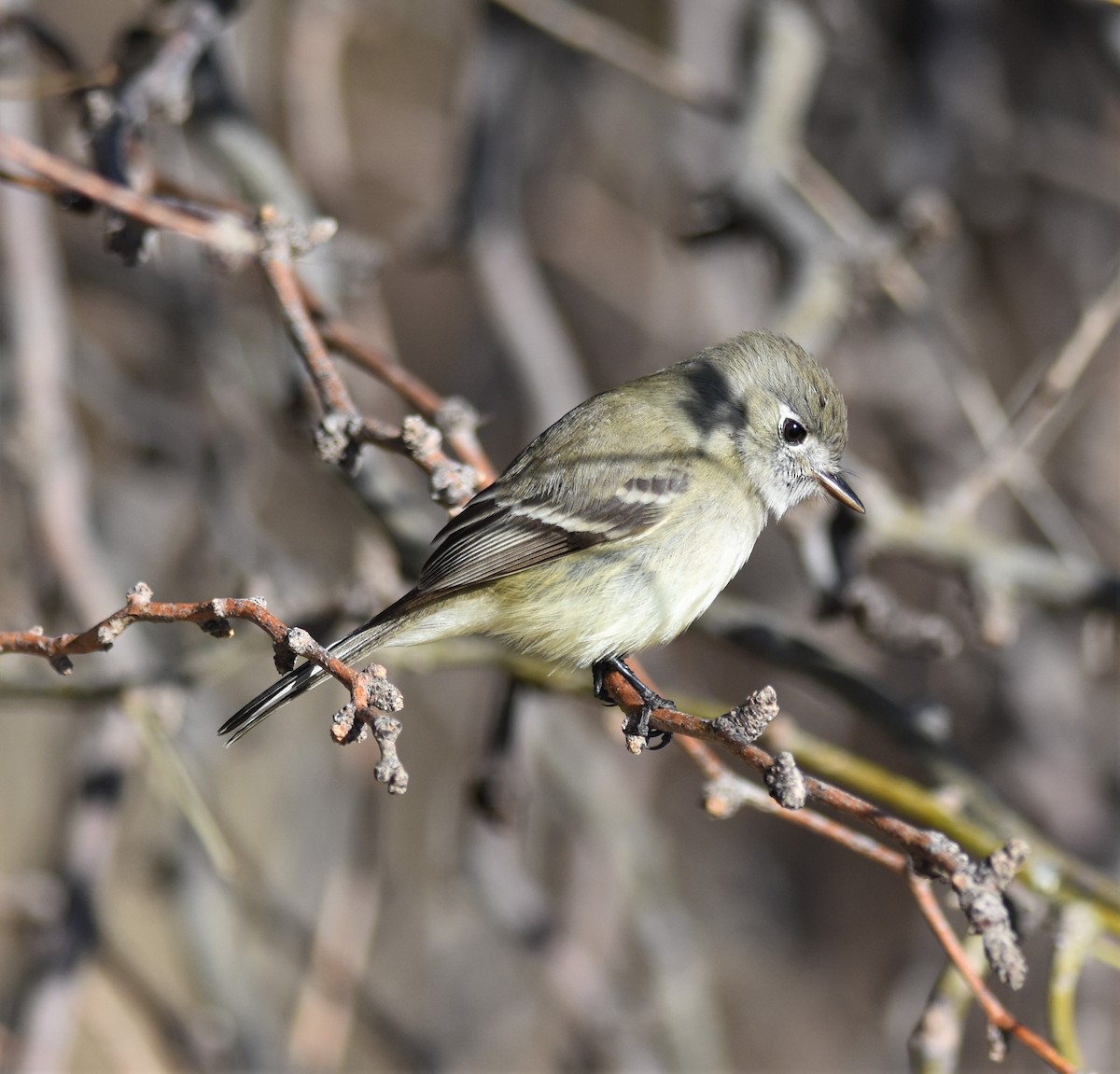 Dusky Flycatcher - ML302845201