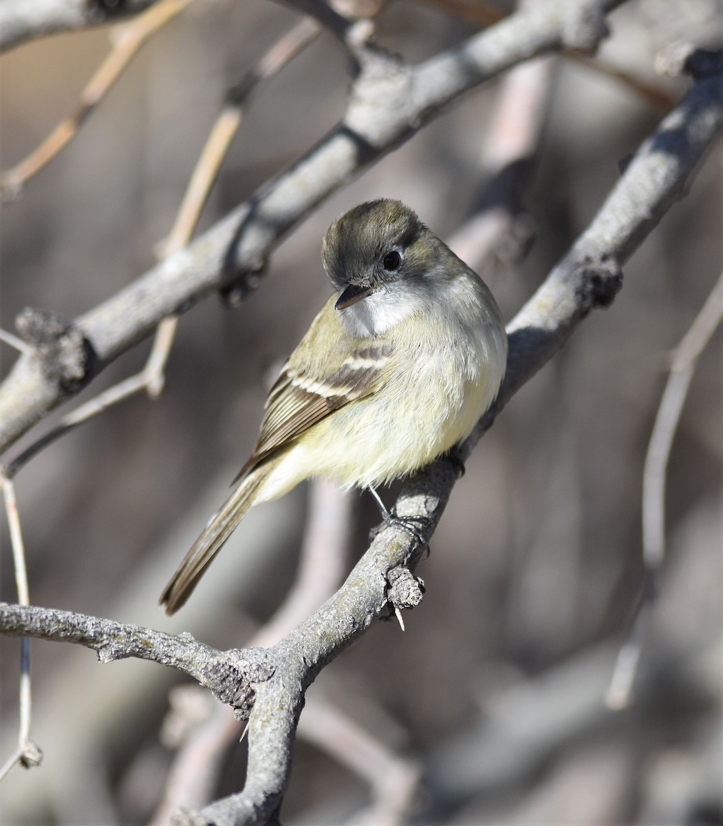 Dusky Flycatcher - ML302845301