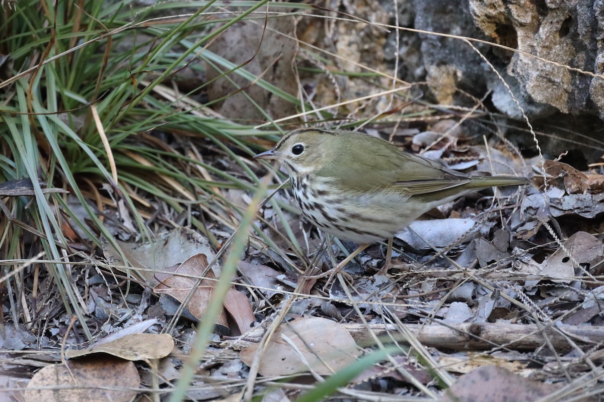 Ovenbird - ML302847031