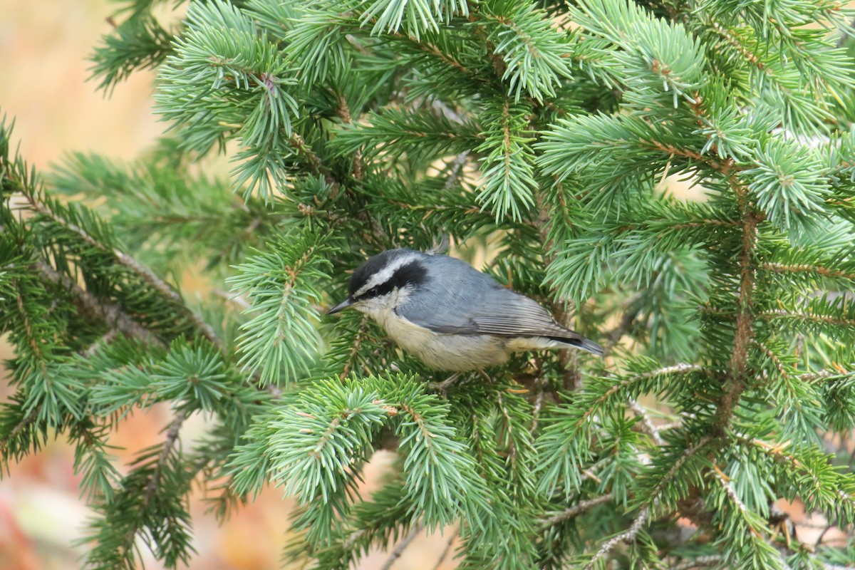 Red-breasted Nuthatch - ML302848961