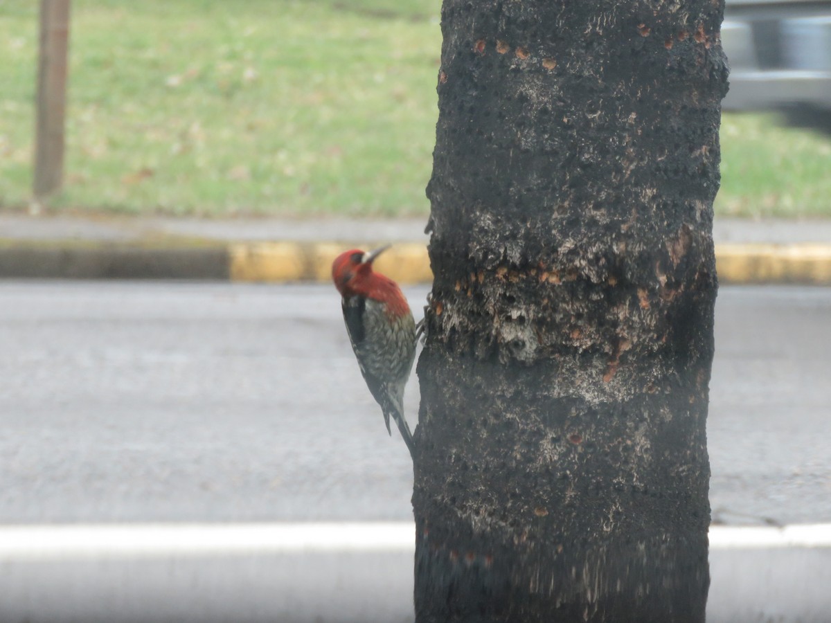 Red-breasted Sapsucker - ML302849361