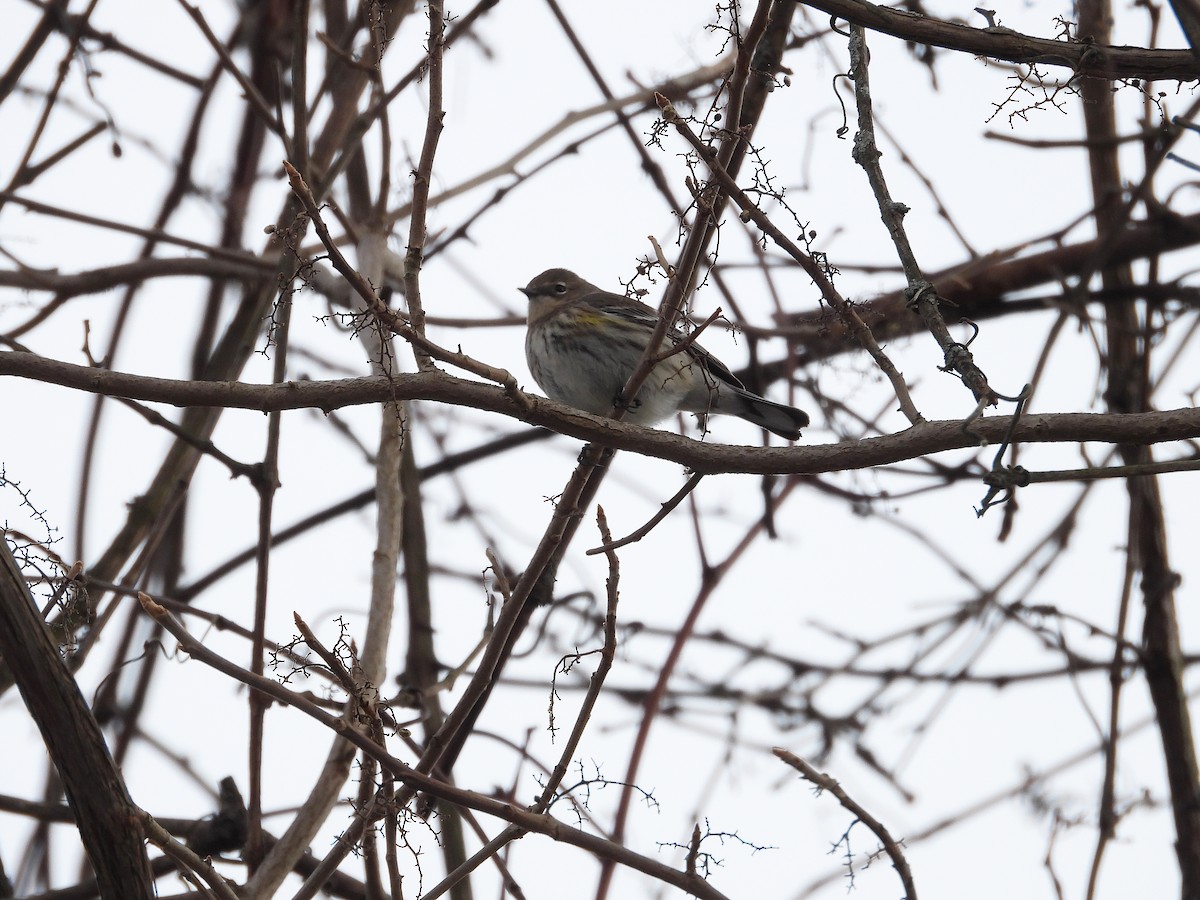 Yellow-rumped Warbler - ML302850041