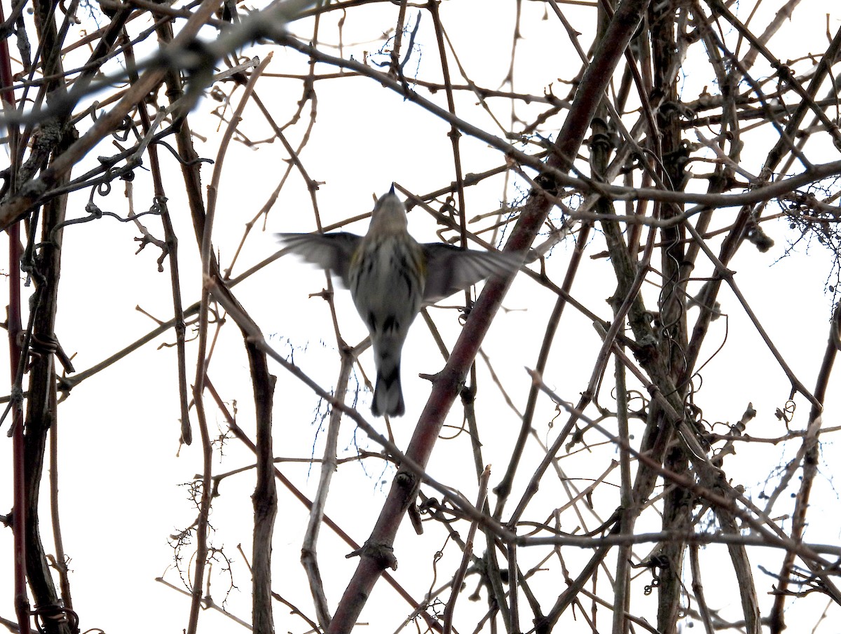 Yellow-rumped Warbler - ML302850111
