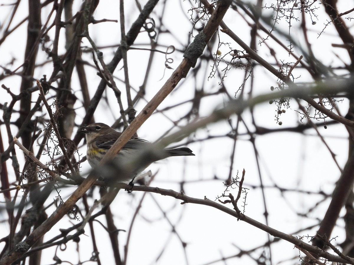 Yellow-rumped Warbler - ML302850191