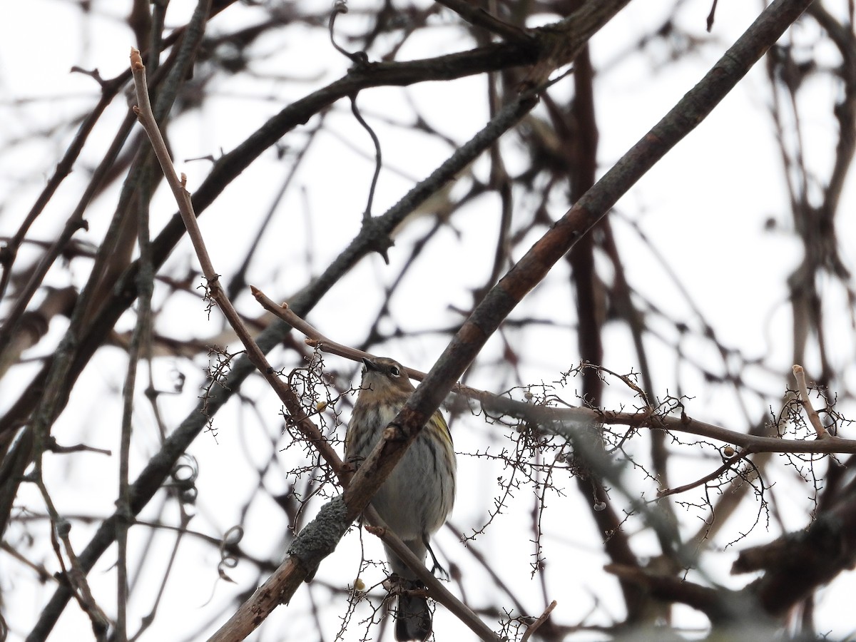 Yellow-rumped Warbler - ML302850251