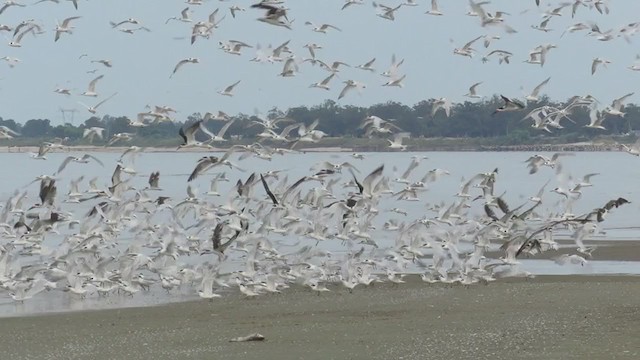 Sandwich Tern - ML302850321