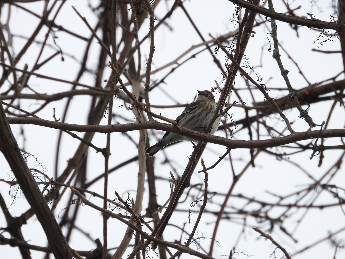 Yellow-rumped Warbler - ML302850371
