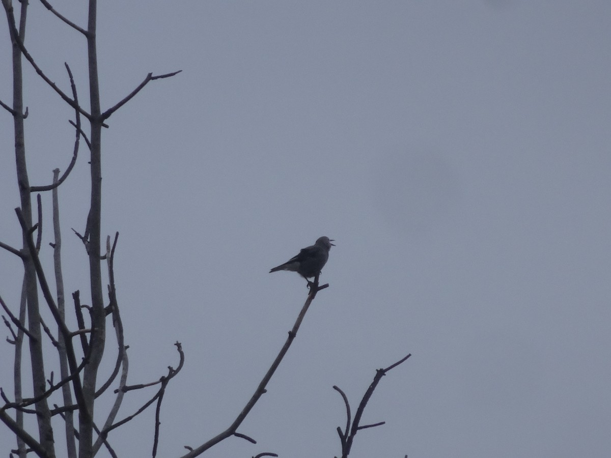 Clark's Nutcracker - ML302850411