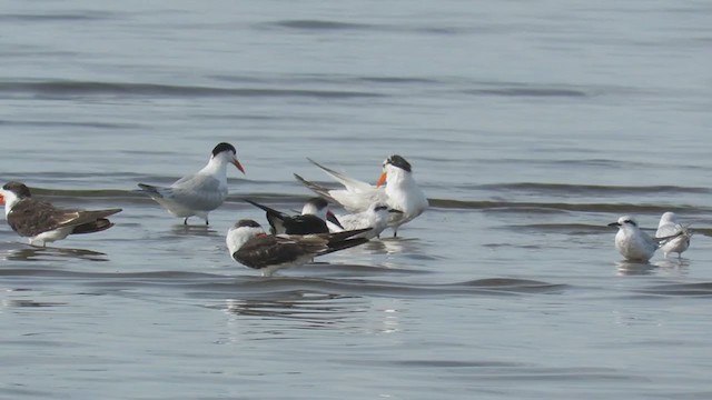 Royal Tern - ML302850461