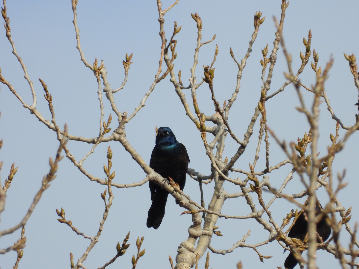 Common Grackle - ML302850521