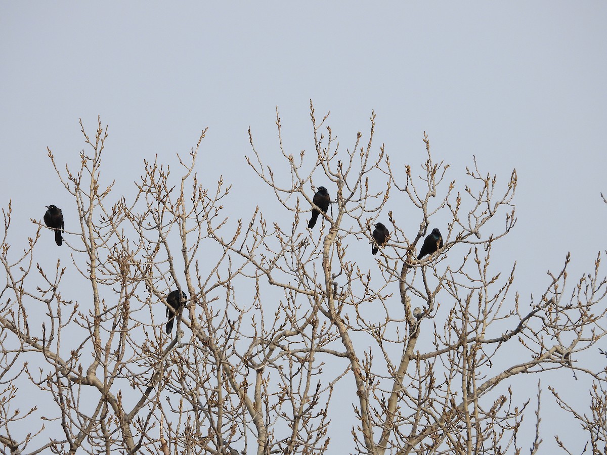Common Grackle - ML302850551