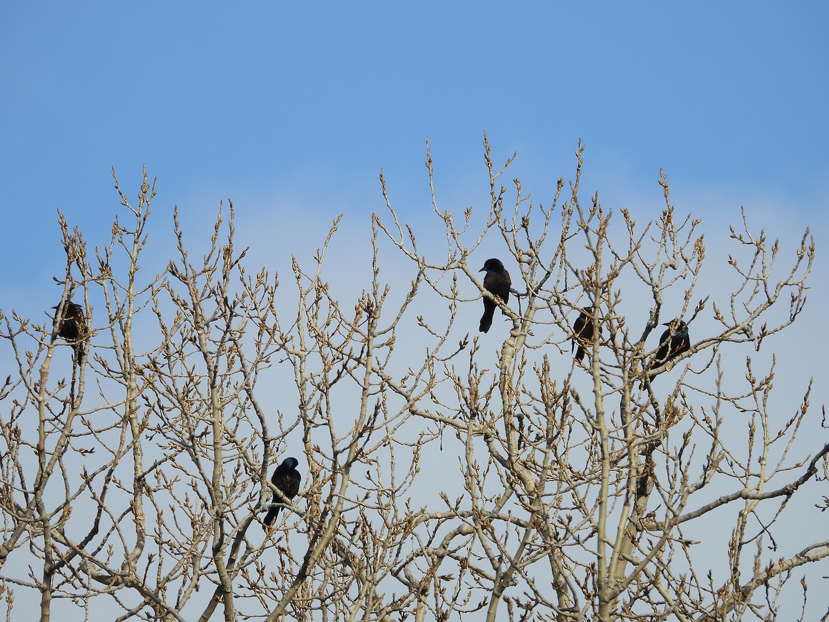 Common Grackle - ML302850641