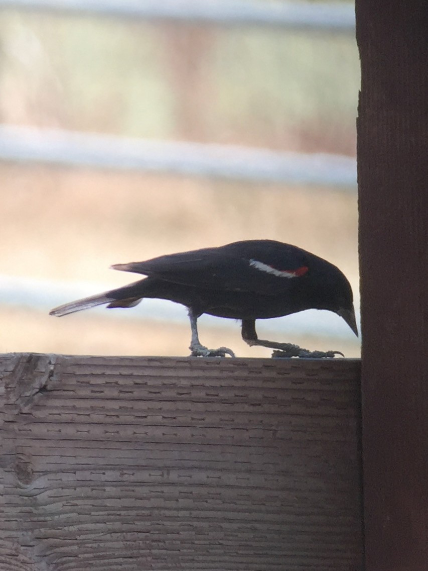Tricolored Blackbird - ML302850821