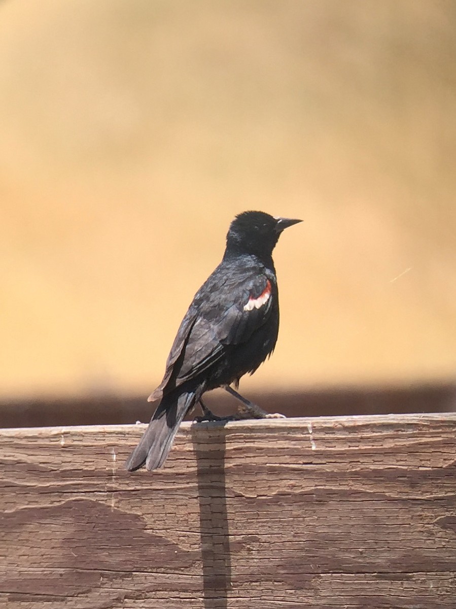 Tricolored Blackbird - ML302850851