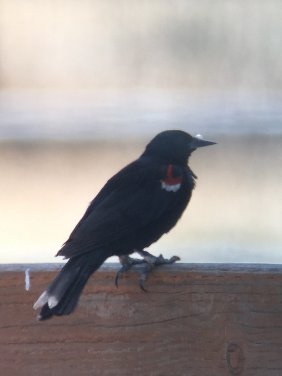 Tricolored Blackbird - ML302850861