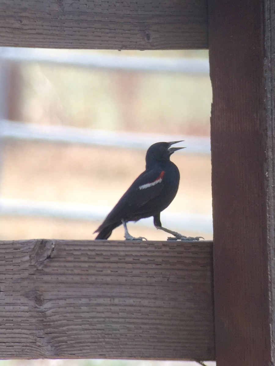 Tricolored Blackbird - ML302850871