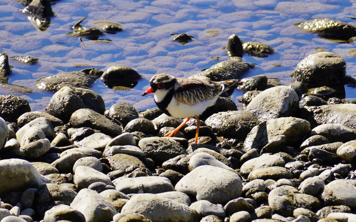 Black-fronted Dotterel - ML302851031