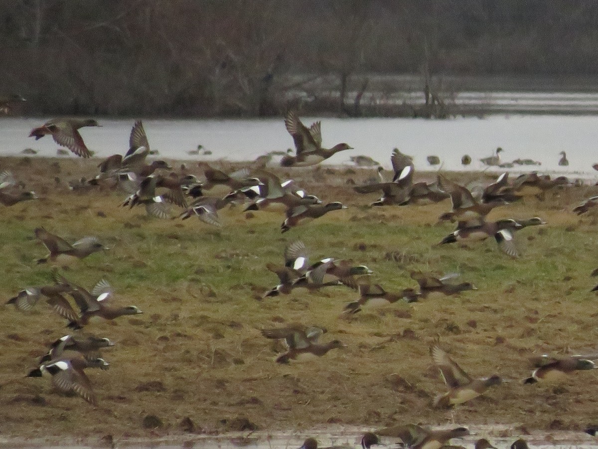 American Wigeon - Jenna Atma