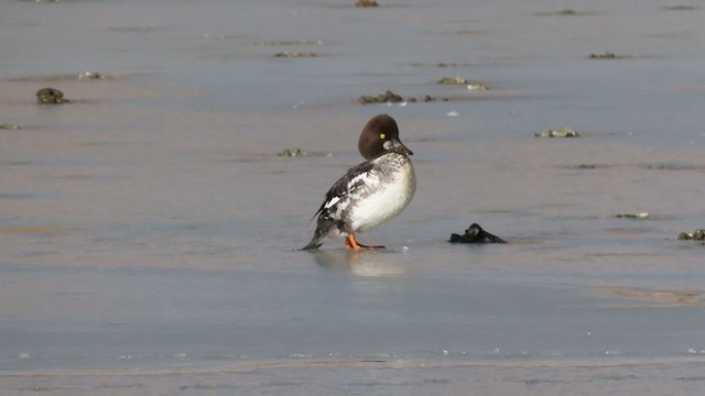 Common Goldeneye - ML302851391