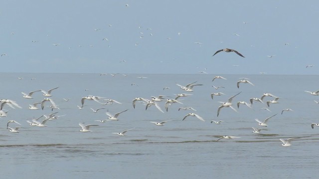 Sandwich Tern - ML302851461