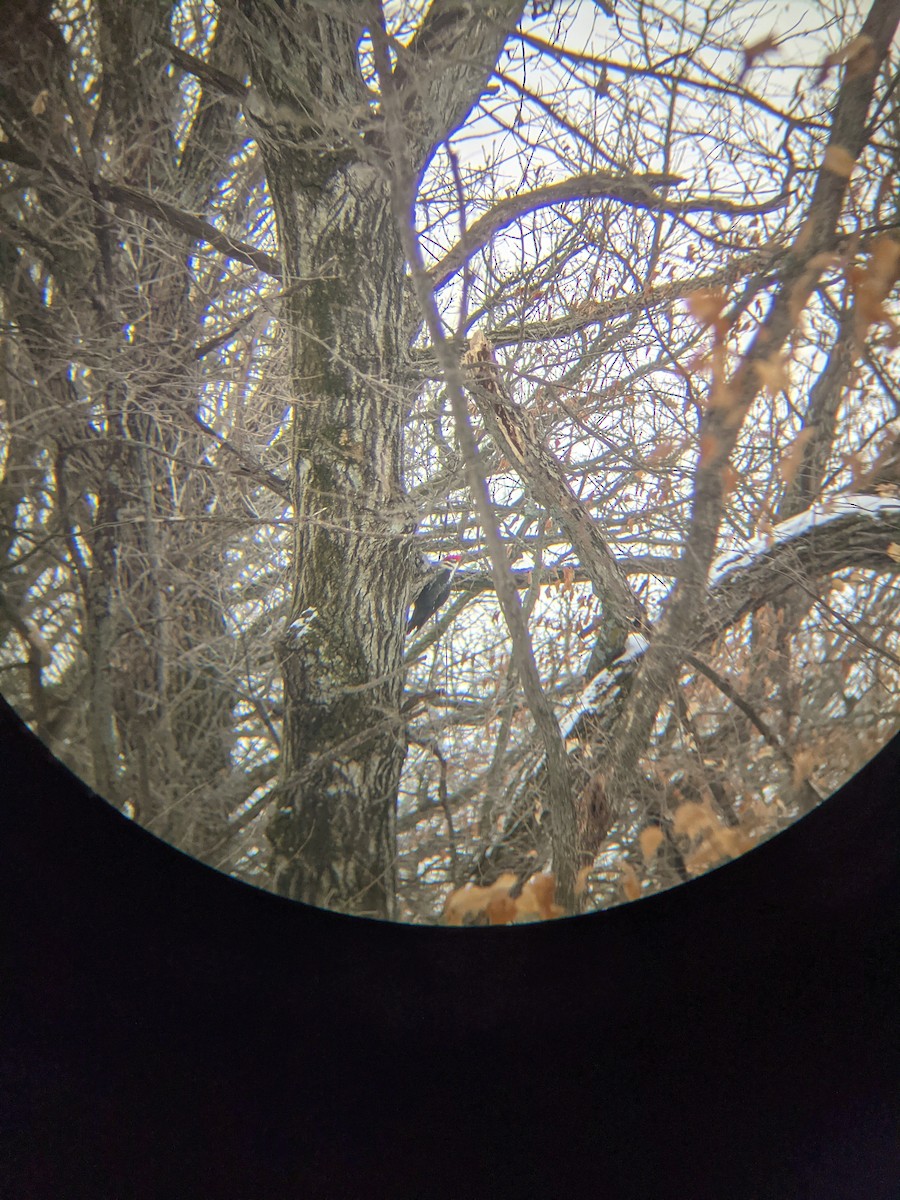 Pileated Woodpecker - ML302851561