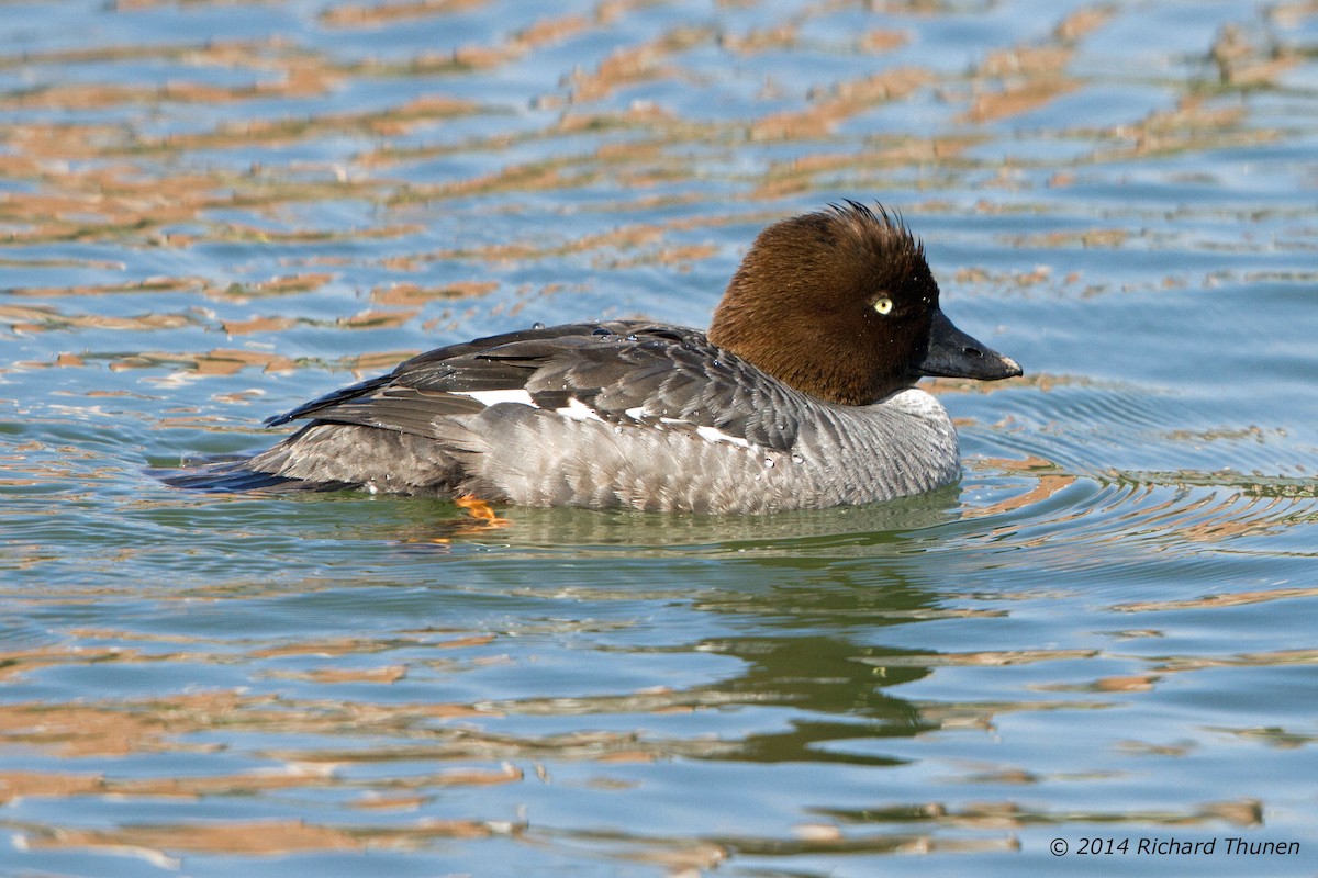 Common Goldeneye - Richard Thunen