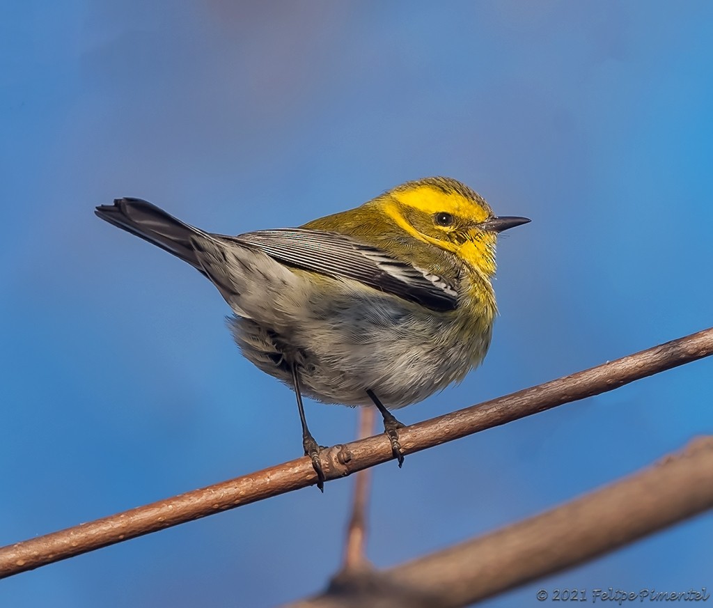 Townsend's Warbler - ML302853611