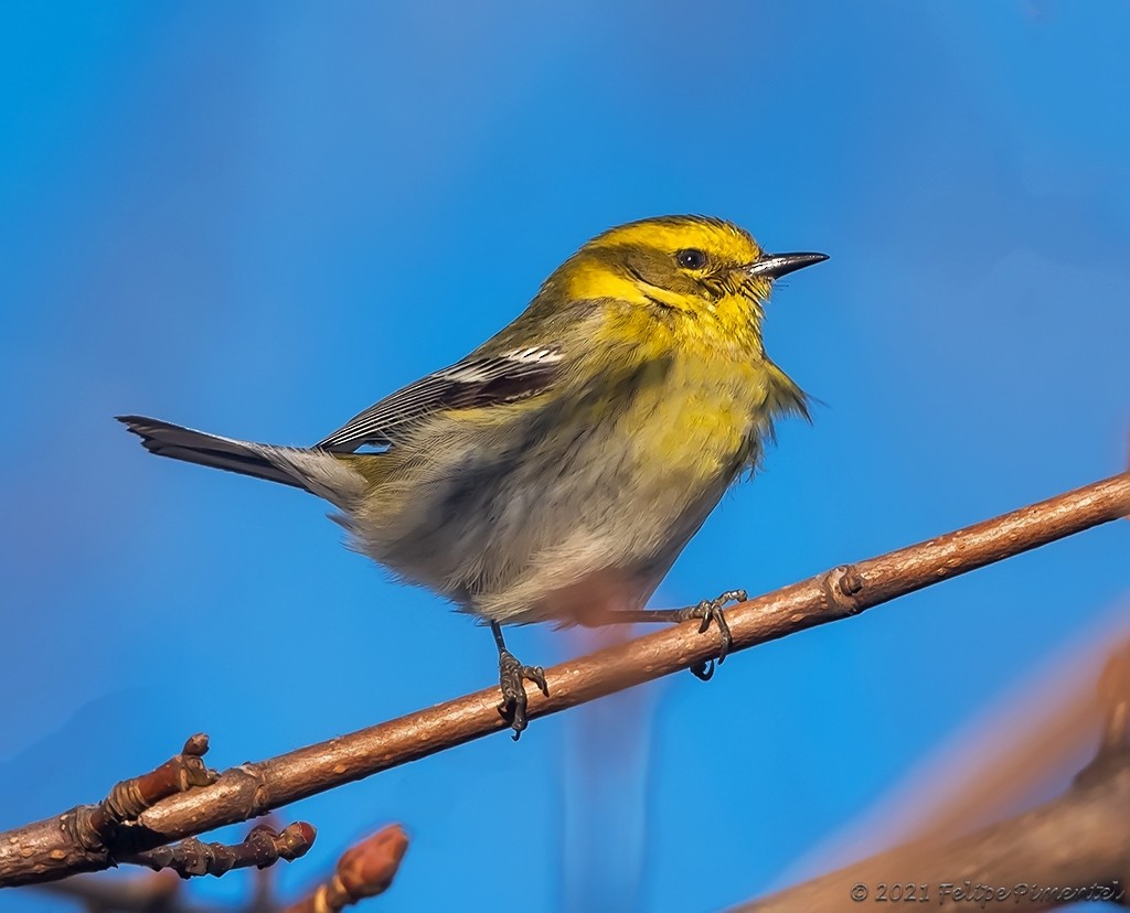 Townsend's Warbler - ML302853621