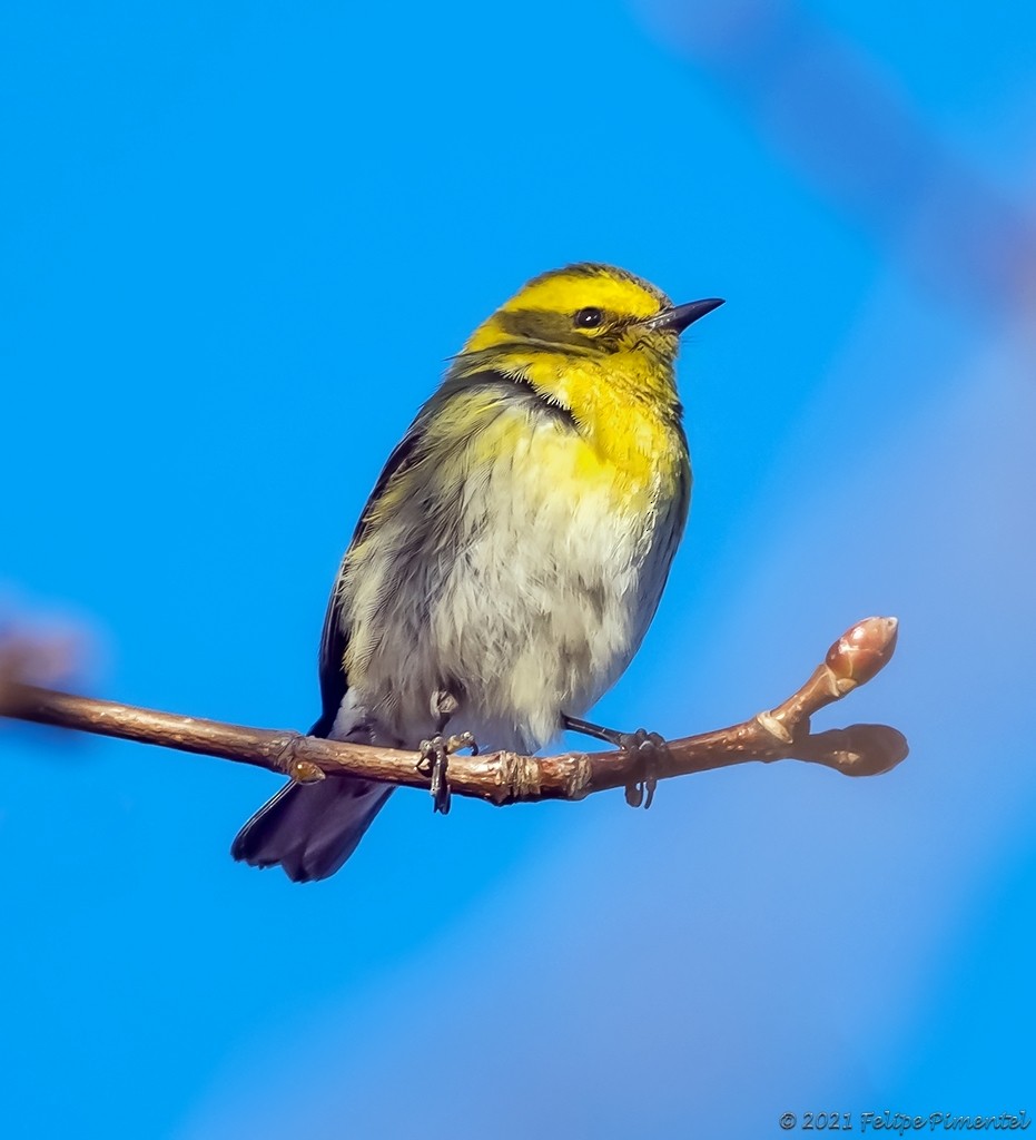 Townsend's Warbler - ML302853631