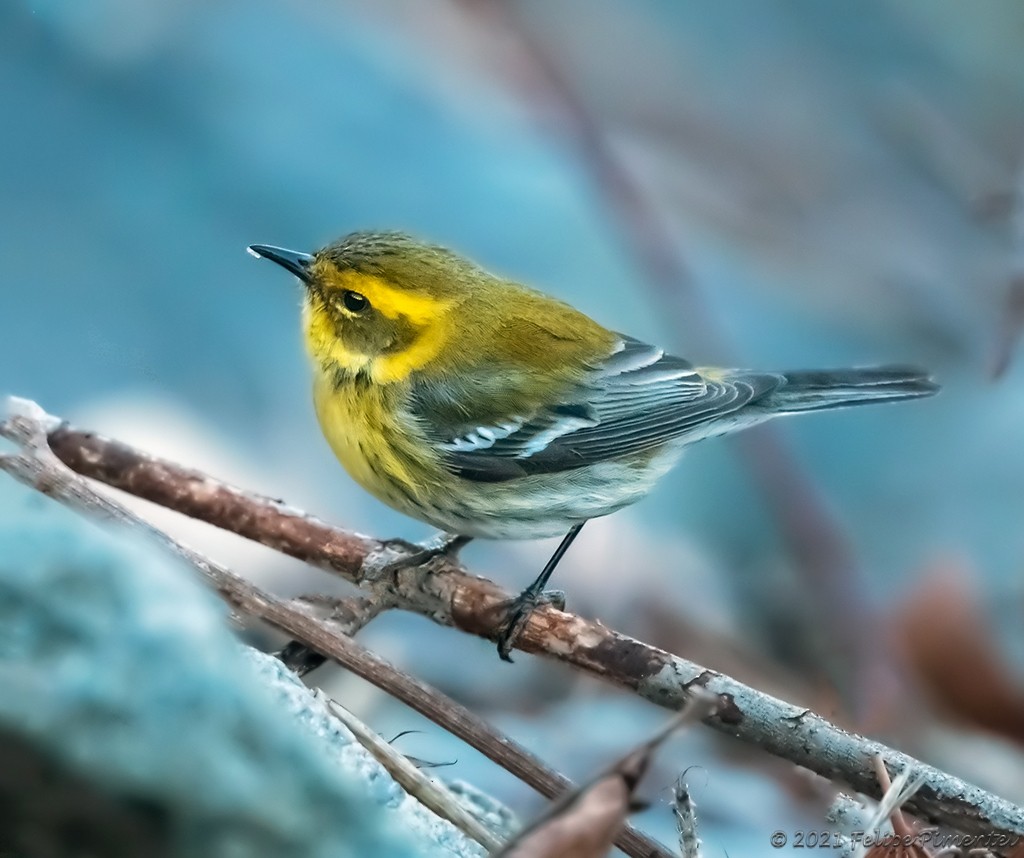 Townsend's Warbler - ML302853641