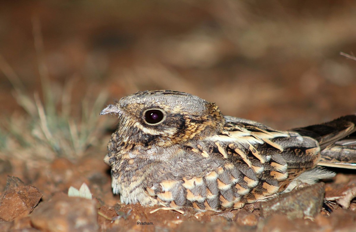 Indian Nightjar - Prathamesh Desai