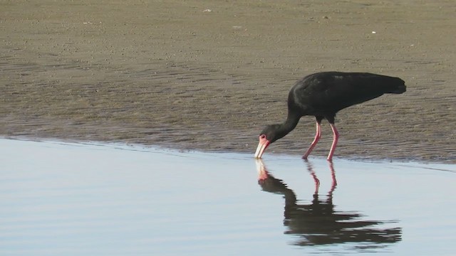 rødmaskeibis - ML302854871