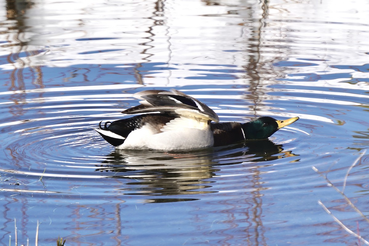 Mallard - Simon Thornhill