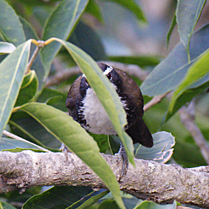 Indian Scimitar-Babbler - ML302856681