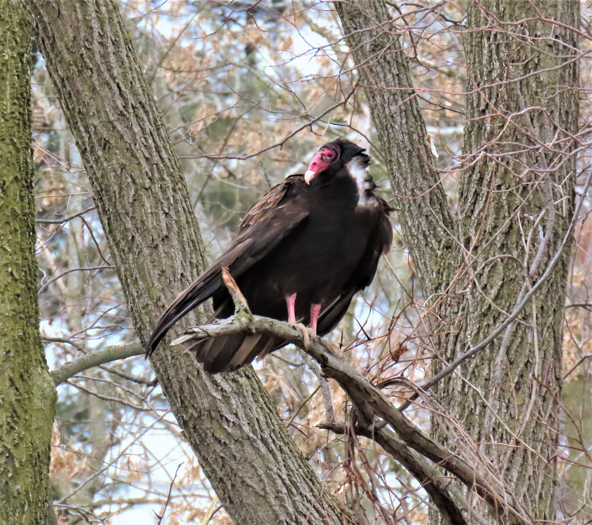 Turkey Vulture - Barb lindenmuth