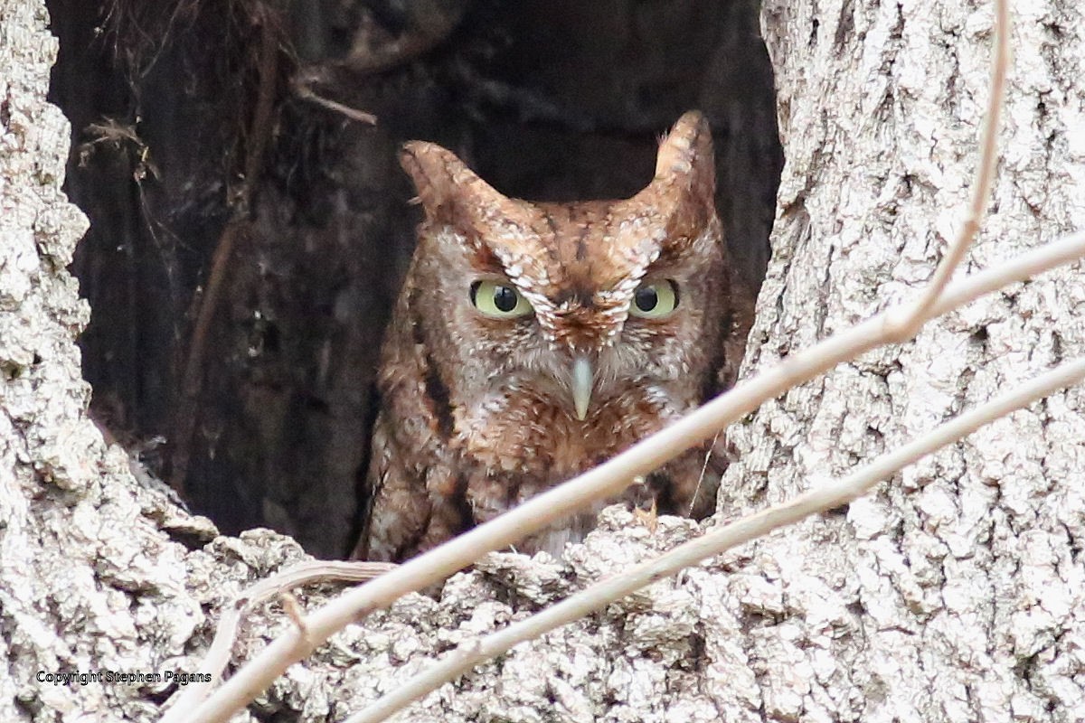 Eastern Screech-Owl - Steve Pagans