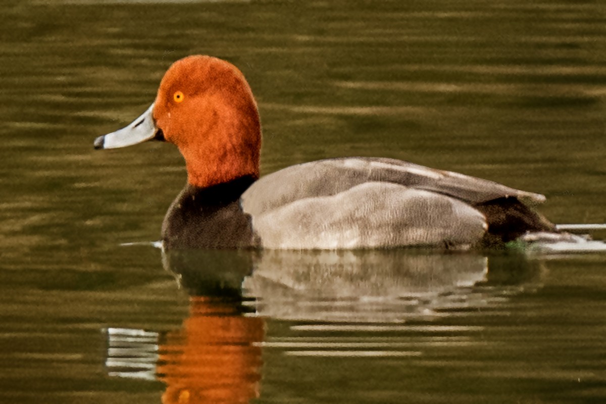 Redhead - Dale Bargmann