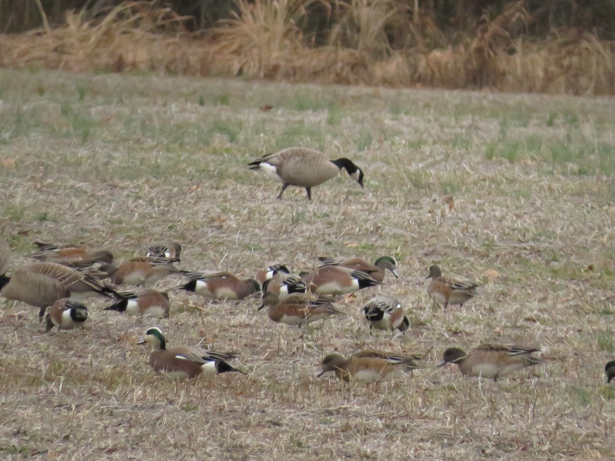 American Wigeon - Jenna Atma