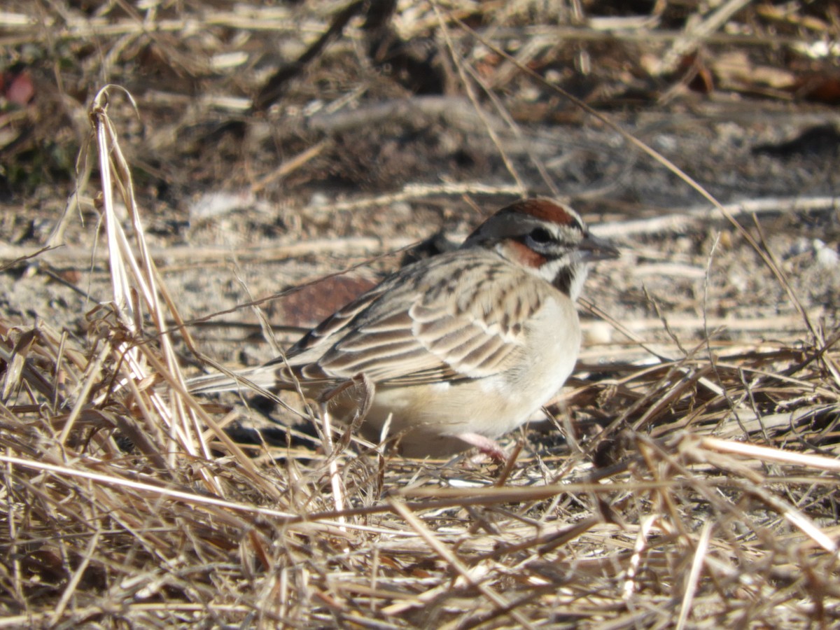 Lark Sparrow - ML302860661