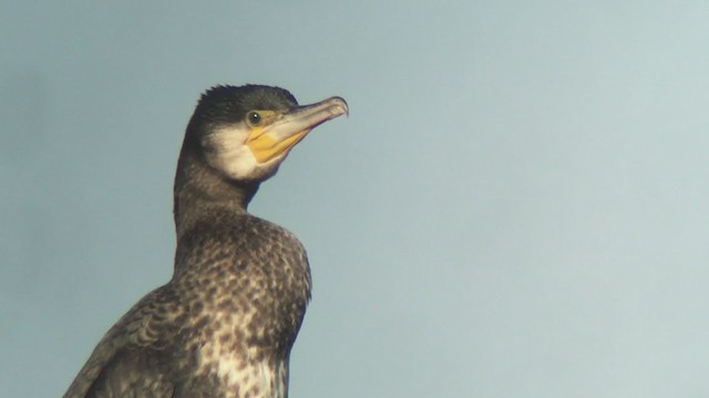 Great Cormorant - ML302863501