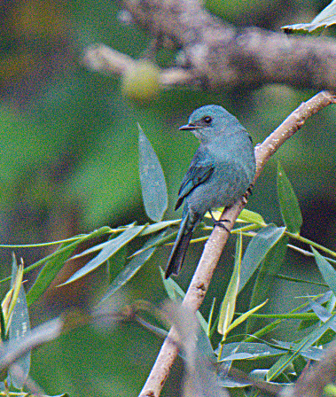 Papamoscas Verdín - ML302863591